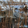 Gray heron