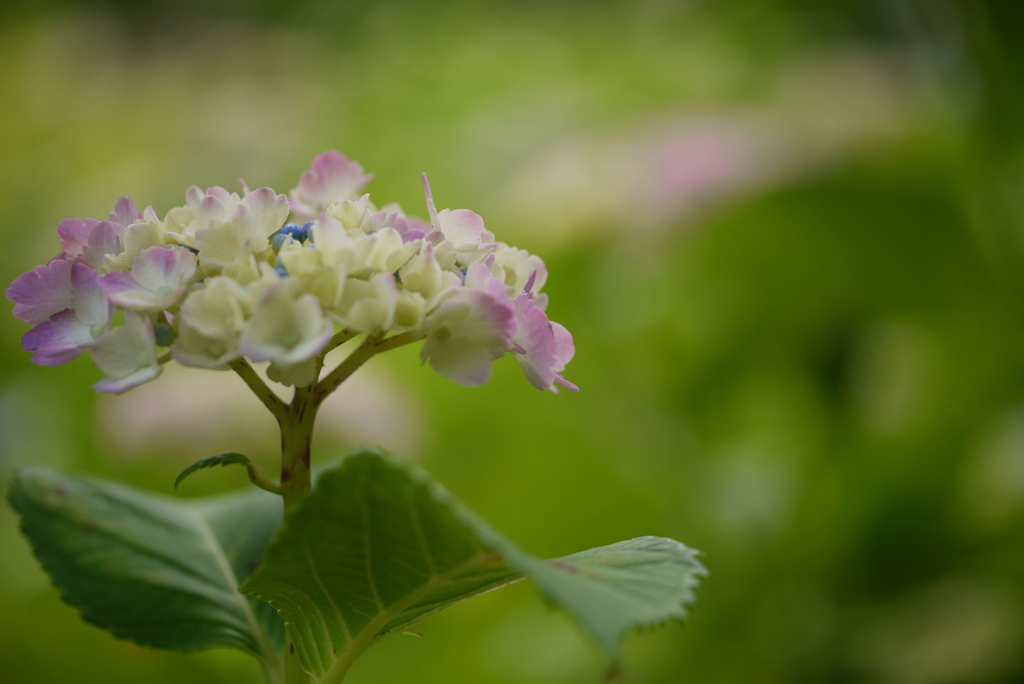 紫陽花