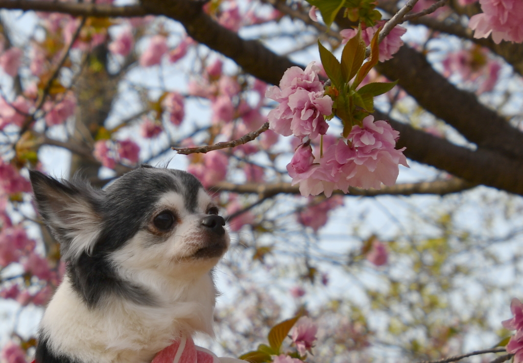桜とサクラ