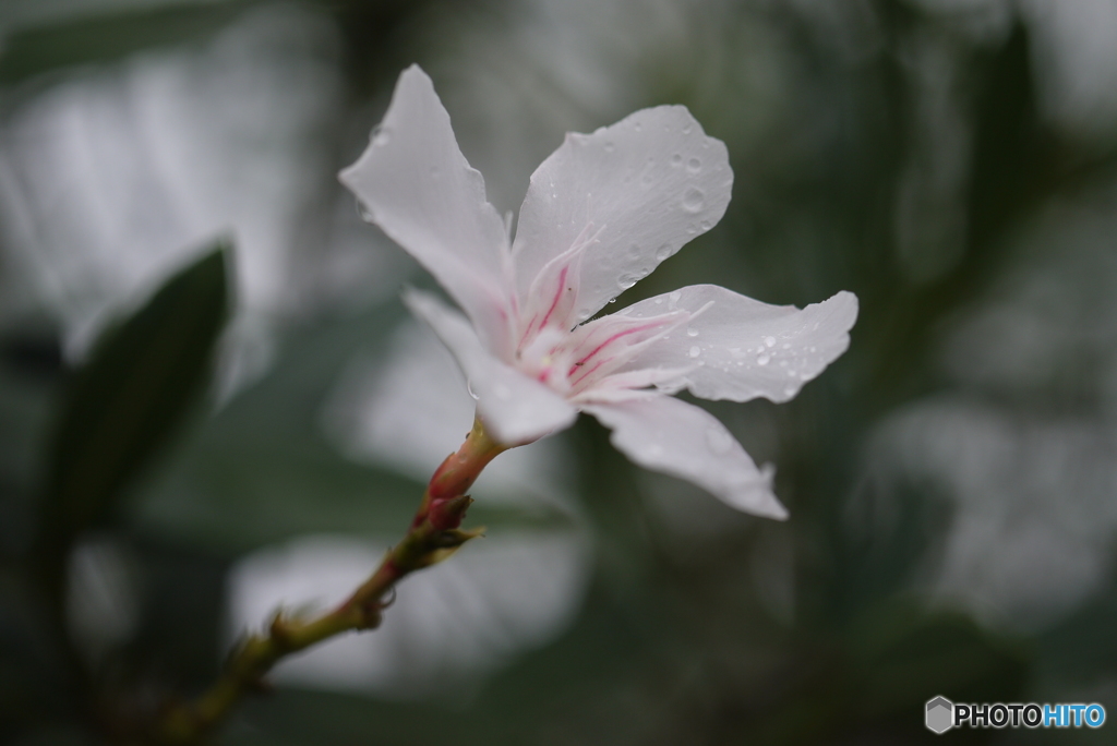 雨の日の夾竹桃