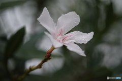 雨の日の夾竹桃