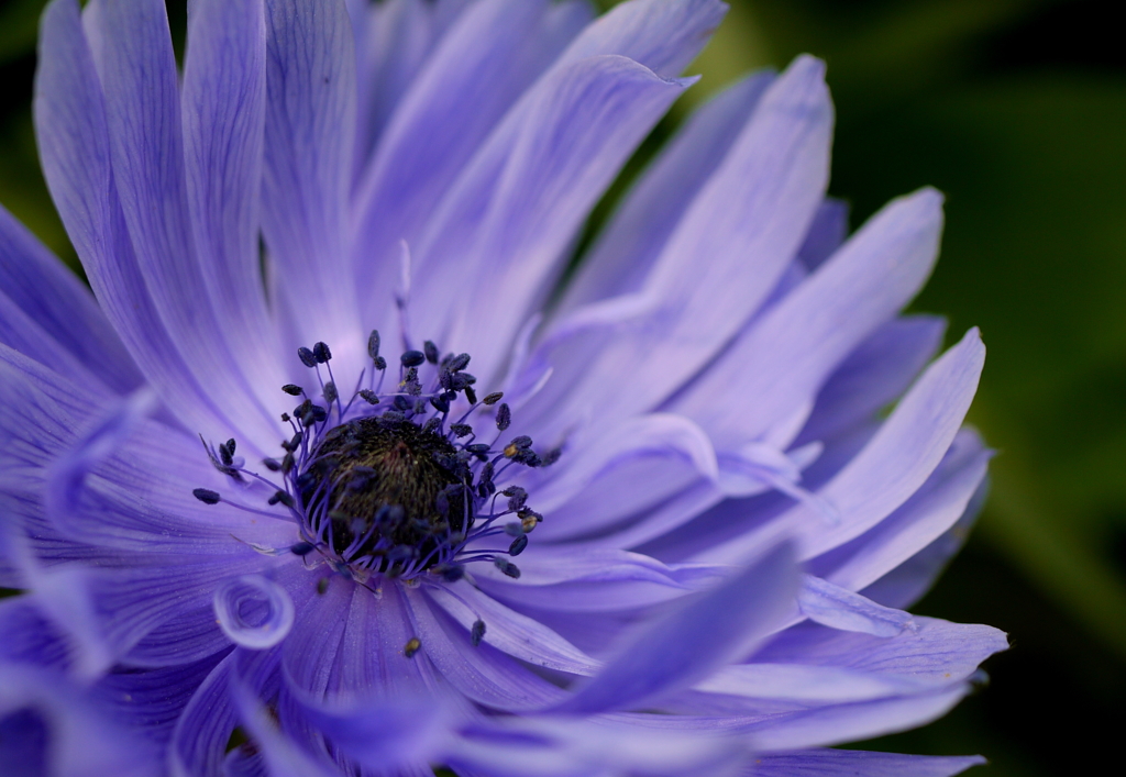 Anemone