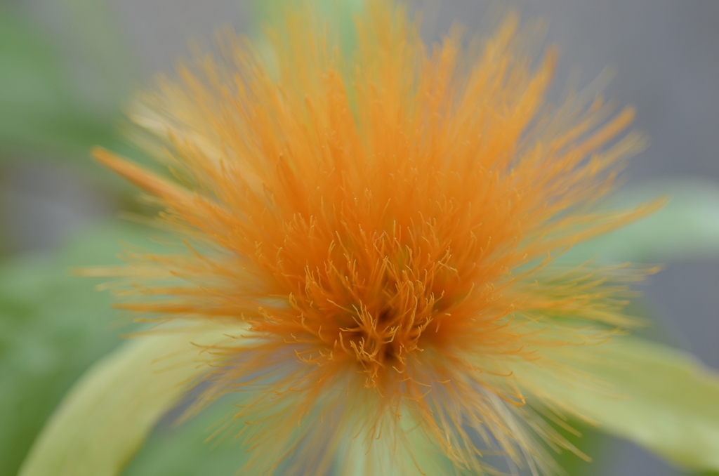Stifftia chrysantha