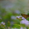 アゲラタムとセセリ蝶