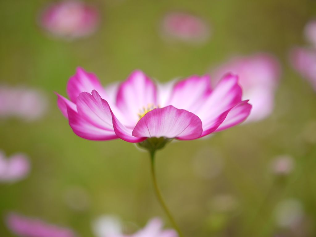 蓮華座