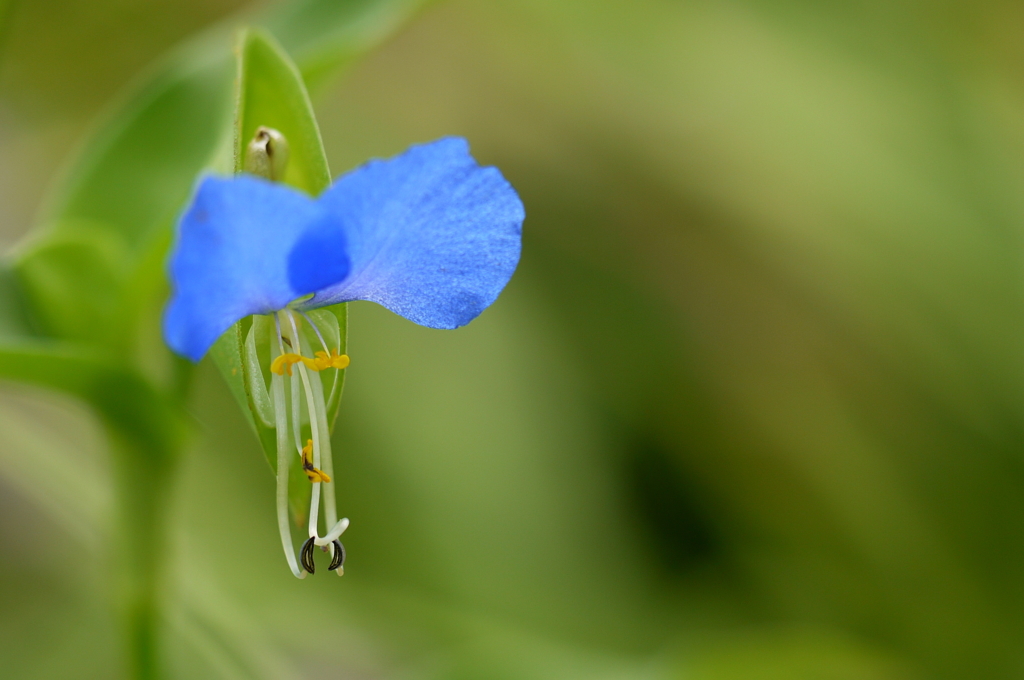 藍花