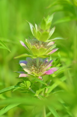 Monarda citriodora