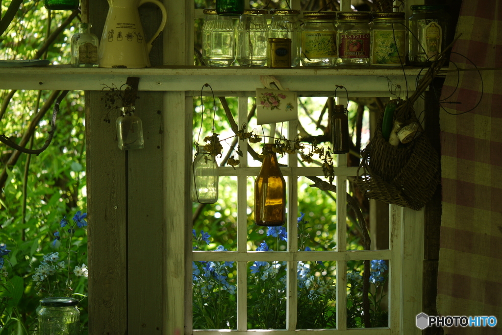 Tasha's garden