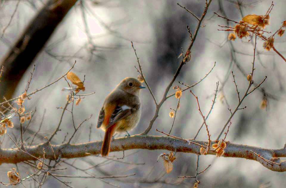 Winter forest