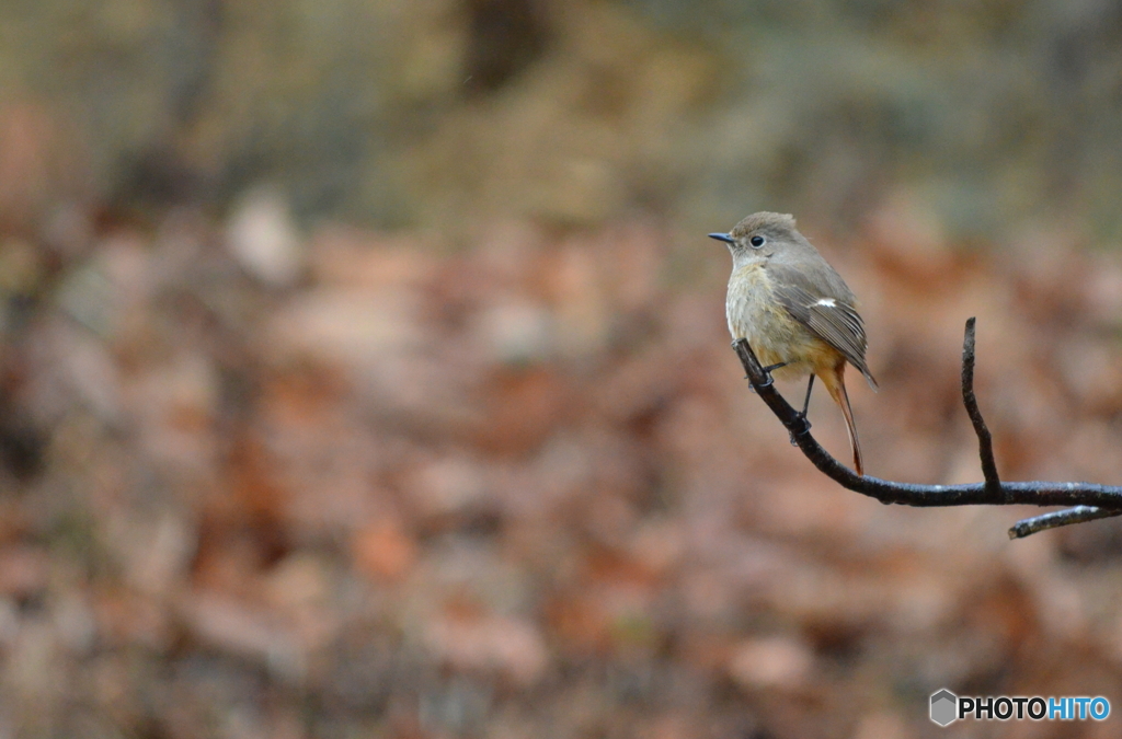Redstart