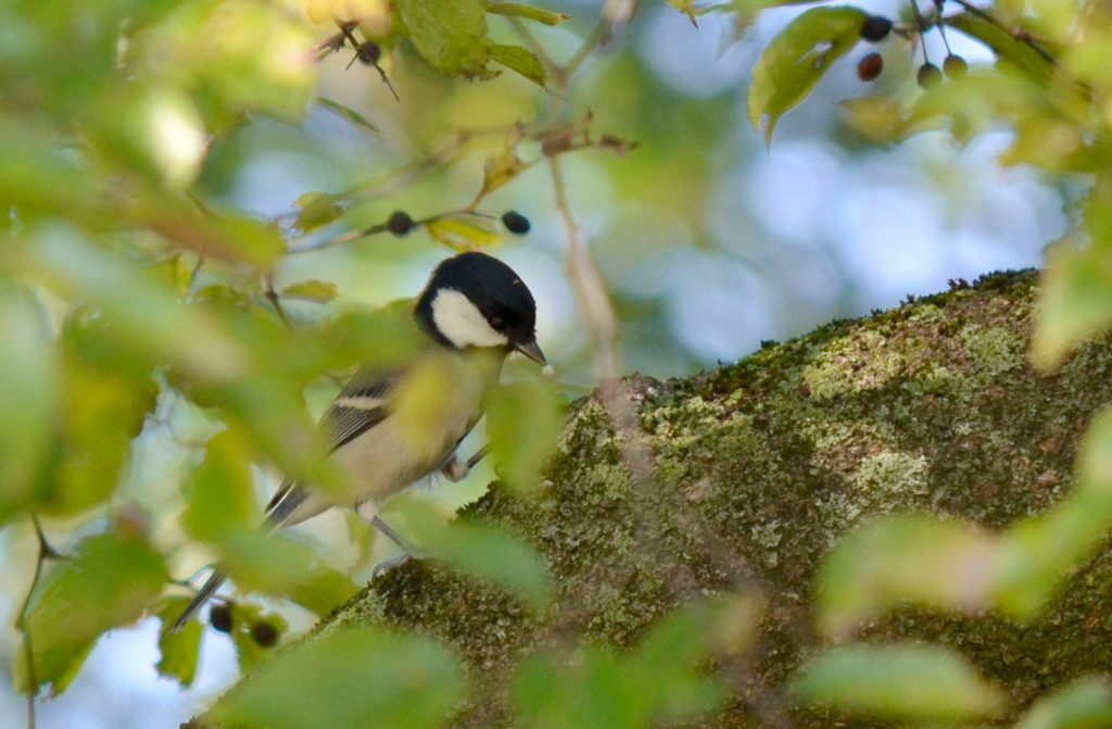 Parus minor