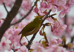 早咲き桜とメジロ