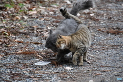 だいすきにゃん