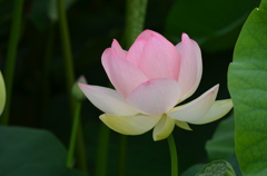 輝き