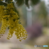 mimosa