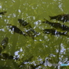 水面のみどり