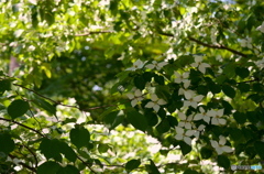 山法師