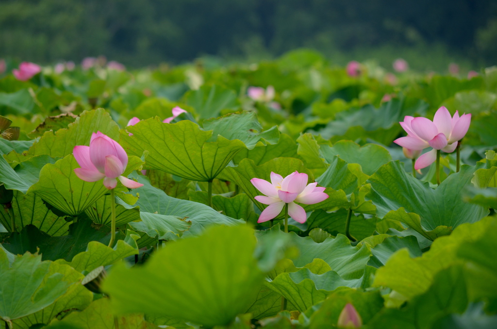 義呂池の蓮