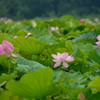 義呂池の蓮