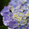 水無月の花