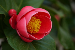 Camellia amplexicaulis'King'