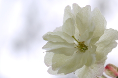 鬱金桜