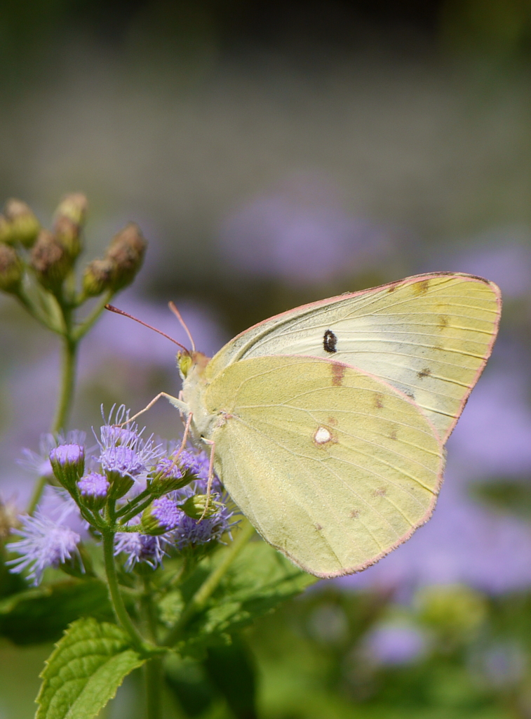Cabbage white