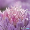 Chives