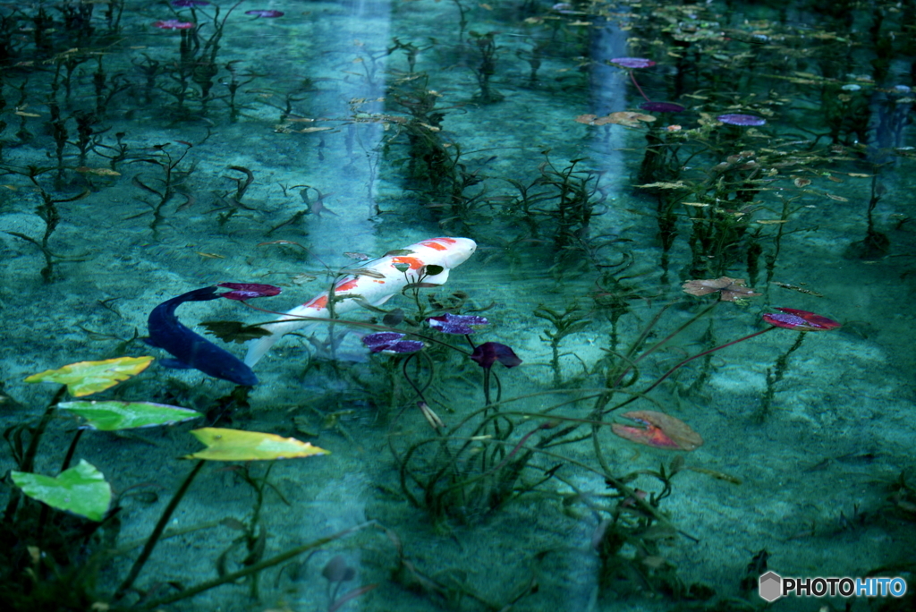 モネの池にて