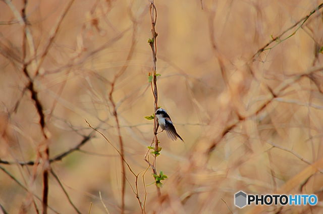 Long-tailed tit