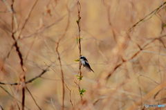 Long-tailed tit