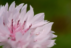 cornflower(pink)