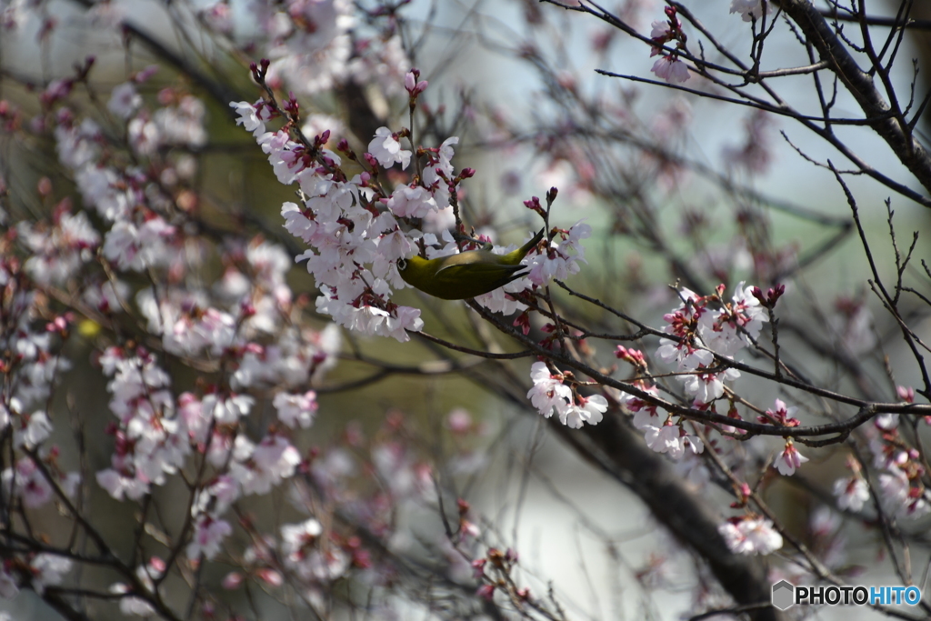 桜メジロ