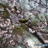 桜メジロ