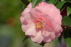 Camellia'Spring Festival'