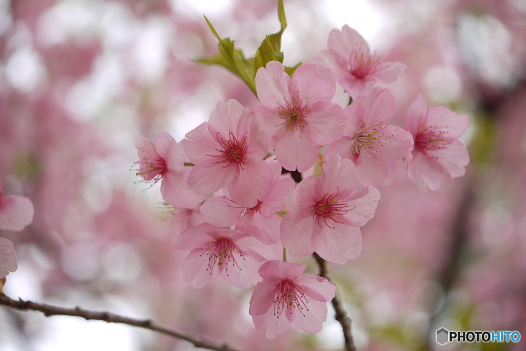 Kawazu-zakura