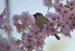 花見雀