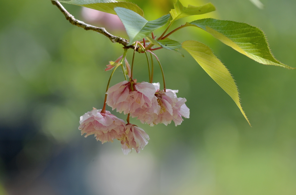 里桜