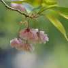 里桜