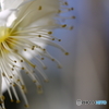 ume
