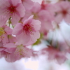 sakura iro