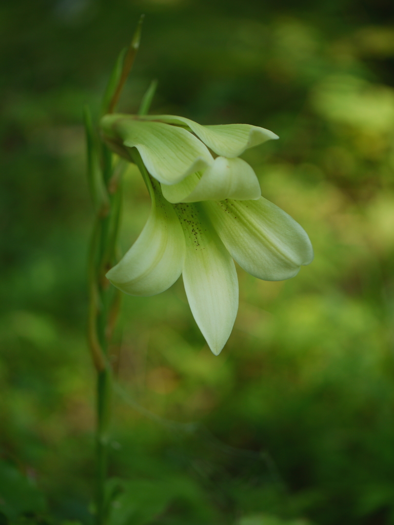 山野草～ウバユリ