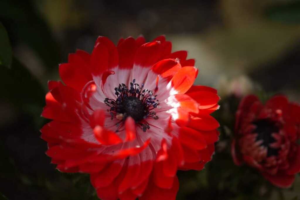 anemone