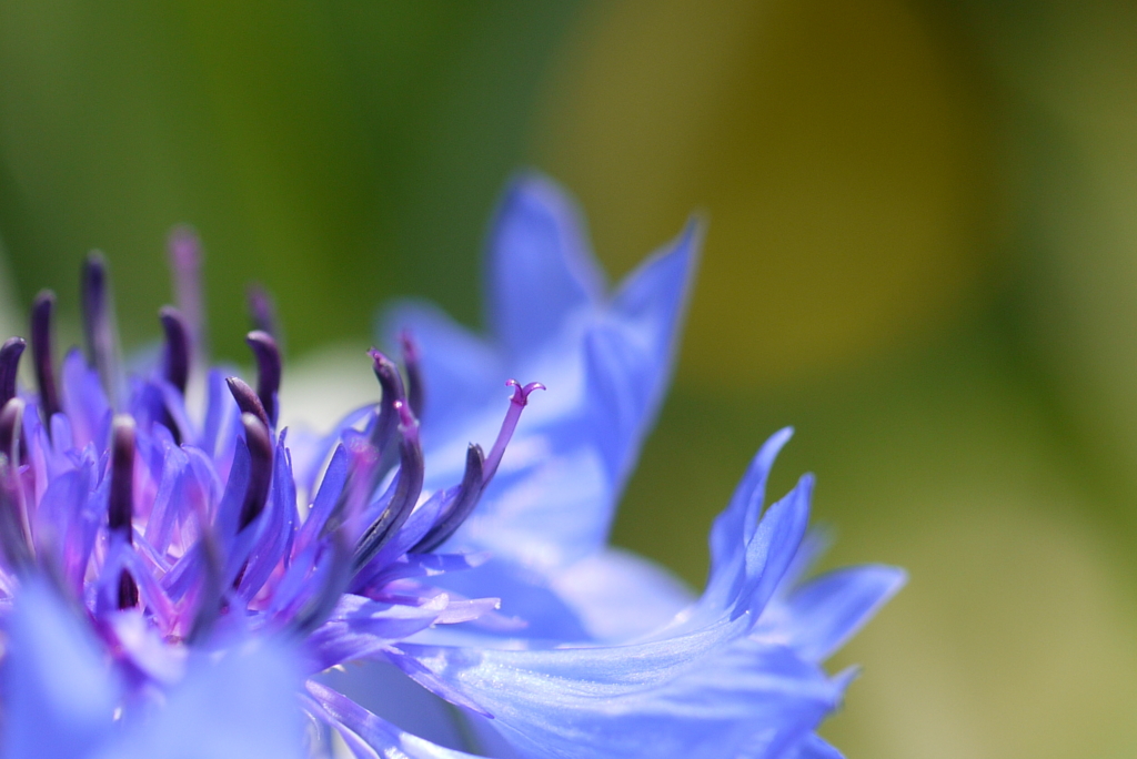 cornflower