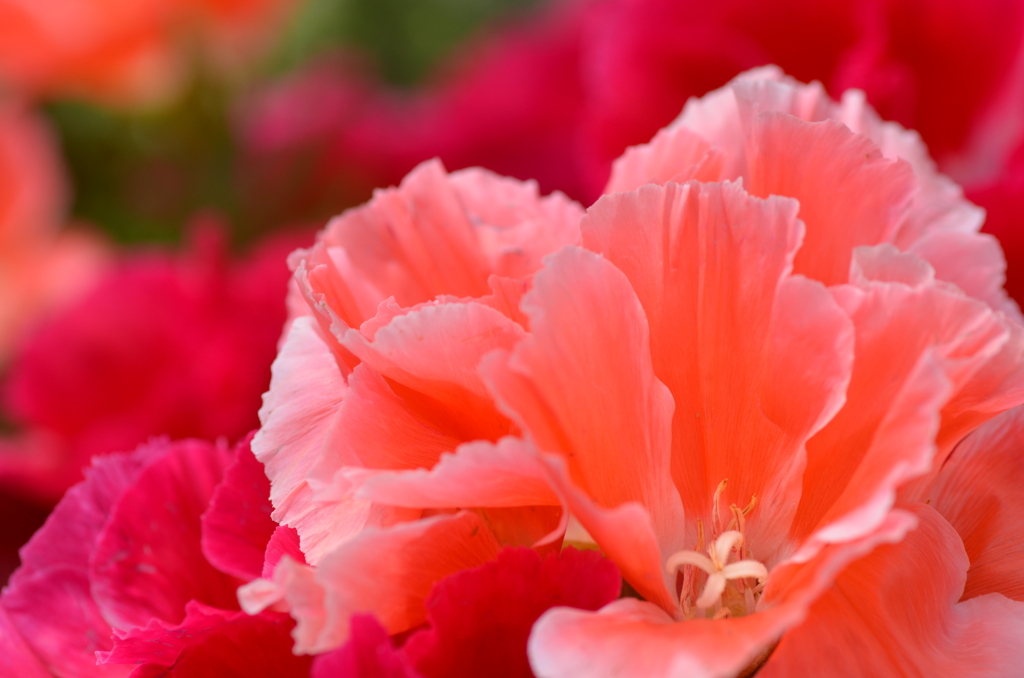 イロマツヨイグサ