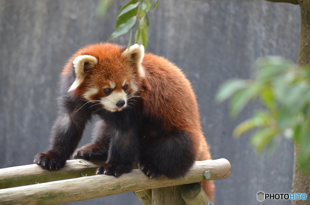 Red panda