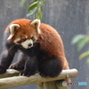 Red panda