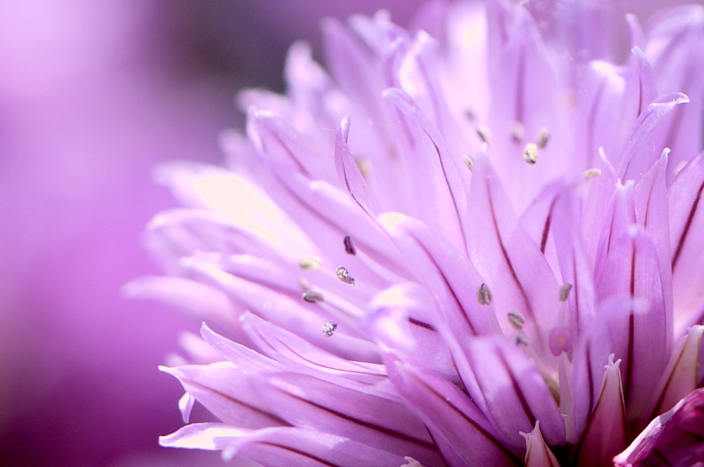 Chives