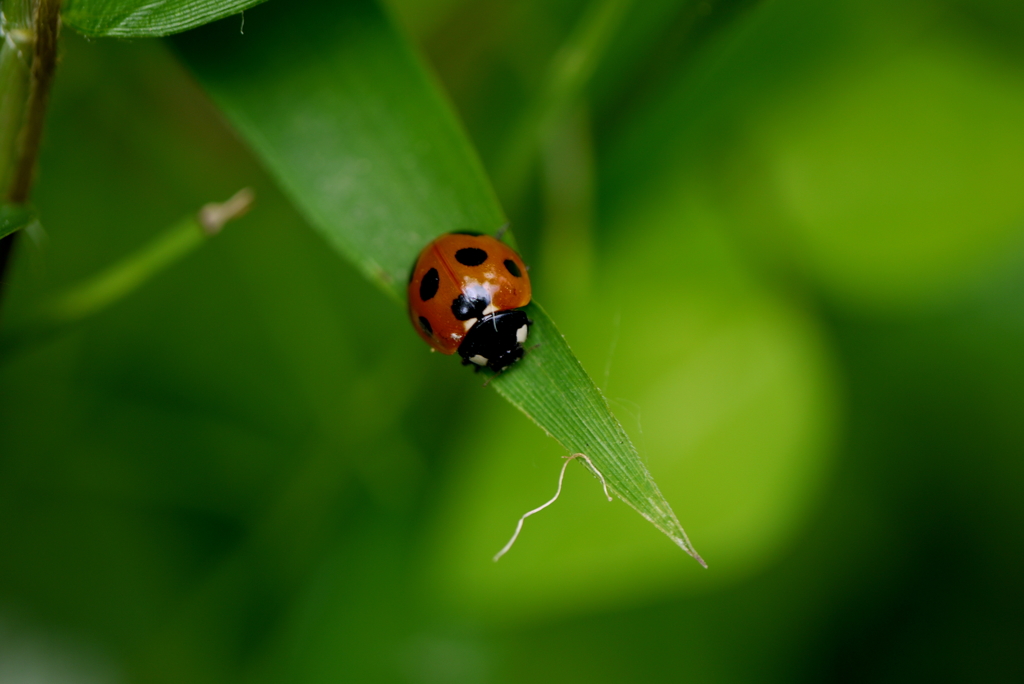 Ladybird