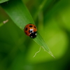 Ladybird